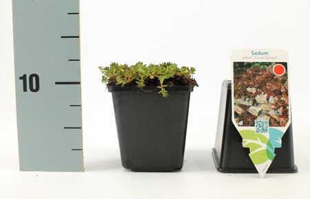 Sedum album 'Coral Carpet' geen maat specificatie 0,55L/P9cm - afbeelding 1