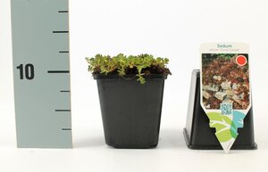 Sedum album 'Coral Carpet' geen maat specificatie 0,55L/P9cm