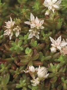 Sedum album 'Coral Carpet' geen maat specificatie 0,55L/P9cm - afbeelding 2