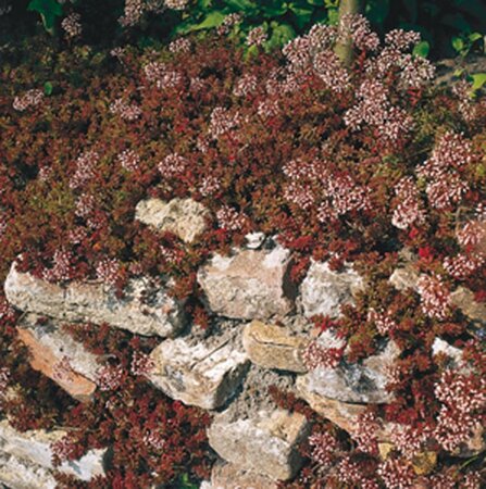 Sedum album 'Coral Carpet' geen maat specificatie 0,55L/P9cm - afbeelding 3