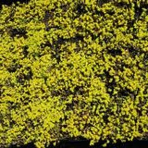 Sedum acre 'Elegans' geen maat specificatie 0,55L/P9cm