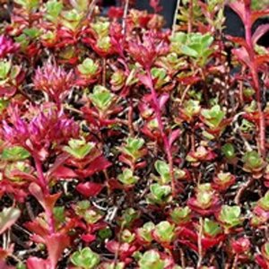 Sedum spurium 'Purpurteppich' geen maat specificatie 0,55L/P9cm