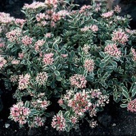 Sedum spurium 'Variegatum' geen maat specificatie 0,55L/P9cm - afbeelding 1