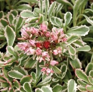 Sedum spurium 'Variegatum' geen maat specificatie 0,55L/P9cm - afbeelding 2