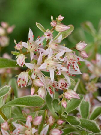 Sedum spurium 'Variegatum' geen maat specificatie 0,55L/P9cm - afbeelding 3