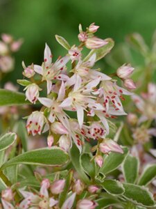 Sedum spurium 'Variegatum' geen maat specificatie 0,55L/P9cm - afbeelding 3