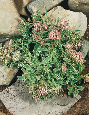 Sedum spurium 'Variegatum' geen maat specificatie 0,55L/P9cm - afbeelding 4