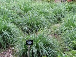 Sesleria 'Greenlee' geen maat specificatie 0,55L/P9cm