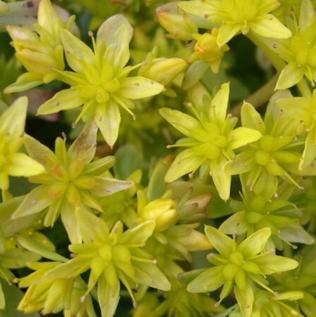 Sedum hybridum 'Immergrünchen' geen maat specificatie 0,55L/P9cm