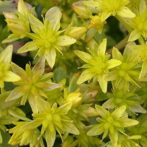 Sedum hybridum 'Immergrünchen' geen maat specificatie 0,55L/P9cm