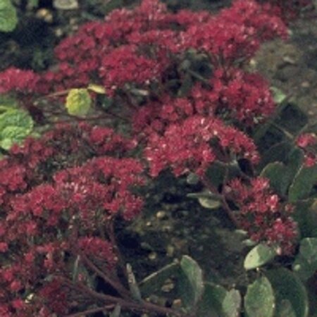 Sedum 'Robustum' geen maat specificatie 0,55L/P9cm - afbeelding 2