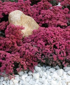 Sedum 'Robustum' geen maat specificatie 0,55L/P9cm - afbeelding 3