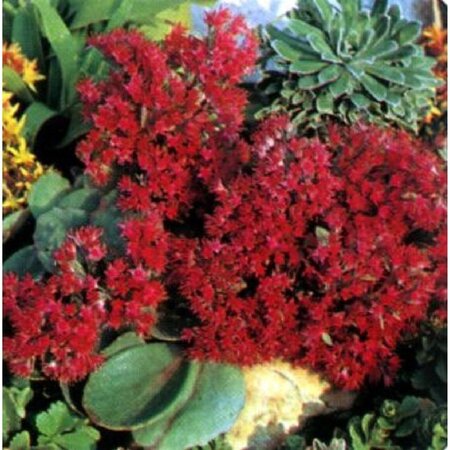 Sedum 'Robustum' geen maat specificatie 0,55L/P9cm - afbeelding 3