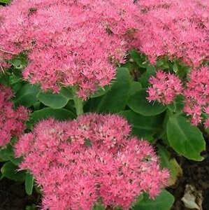 Sedum spectabile 'Carmen' geen maat specificatie 0,55L/P9cm