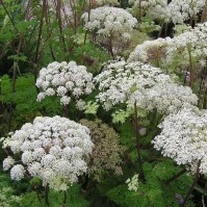 Selinum wallichianum geen maat specificatie 0,55L/P9cm