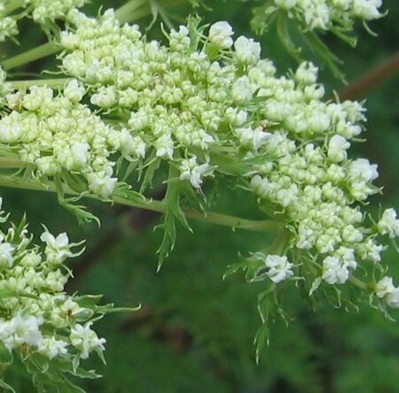 Selinum wallichianum geen maat specificatie 0,55L/P9cm - afbeelding 2