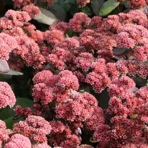 Sedum 'Xenox' geen maat specificatie 0,55L/P9cm