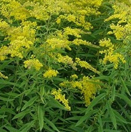 Solidago 'Golden Mosa' geen maat specificatie 0,55L/P9cm