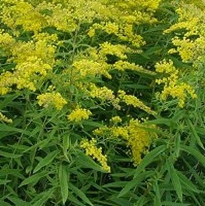 Solidago 'Golden Mosa' geen maat specificatie 0,55L/P9cm
