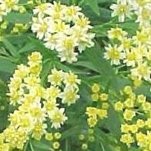 Solidaster luteus 'Lemore' geen maat specificatie 0,55L/P9cm