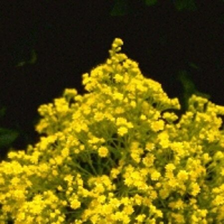 Solidaster luteus geen maat specificatie 0,55L/P9cm - afbeelding 2