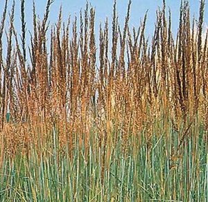 Sorghastrum n. 'Indian Steel' geen maat specificatie 0,55L/P9cm