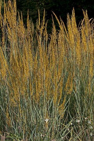 Sorghastrum nutans geen maat specificatie 0,55L/P9cm - afbeelding 1