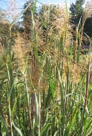 Sorghastrum nutans geen maat specificatie 0,55L/P9cm - afbeelding 2