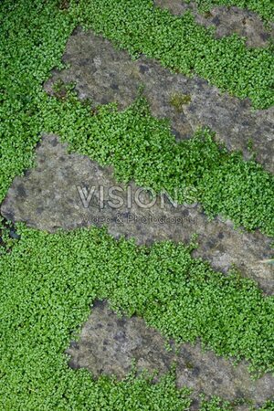 Soleirolia soleirolii geen maat specificatie 0,55L/P9cm