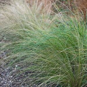 Stipa tenuifolia geen maat specificatie 0,55L/P9cm