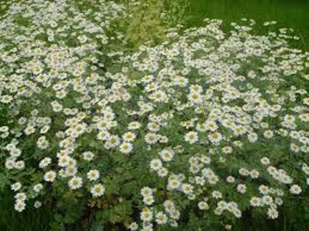 Tanacetum niveum 'Jackpot' geen maat specificatie 0,55L/P9cm