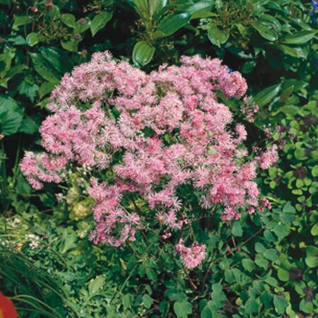 Thalictrum aquilegifolium geen maat specificatie 0,55L/P9cm