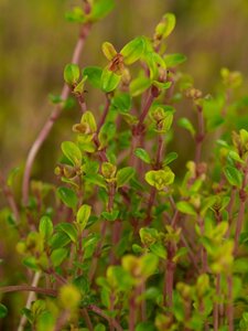 Thymus citriod. 'Aureus' geen maat specificatie 0,55L/P9cm - afbeelding 3