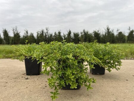 Thymus citriod. 'Aureus' geen maat specificatie 0,55L/P9cm - afbeelding 2