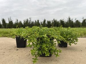 Thymus citriod. 'Aureus' geen maat specificatie 0,55L/P9cm - afbeelding 2