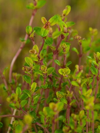 Thymus citriod. 'Aureus' geen maat specificatie 0,55L/P9cm - image 3
