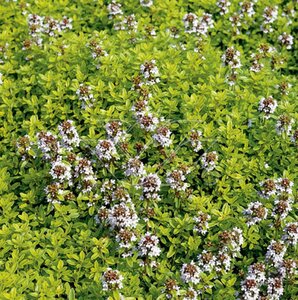 Thymus citriod. 'Aureus' geen maat specificatie 0,55L/P9cm - image 4