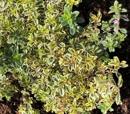 Thymus citriod. 'Aureus' geen maat specificatie 0,55L/P9cm - image 1