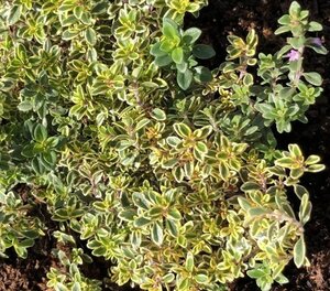 Thymus citriod. 'Aureus' geen maat specificatie 0,55L/P9cm