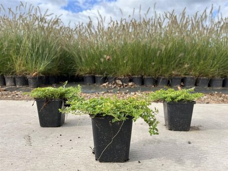 Thymus citriod. 'Bertram Anderson' geen maat specificatie 0,55L/P9cm