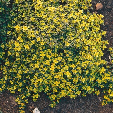 Thymus citriod. 'Bertram Anderson' geen maat specificatie 0,55L/P9cm - afbeelding 2