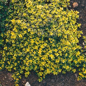 Thymus citriod. 'Bertram Anderson' geen maat specificatie 0,55L/P9cm - afbeelding 2