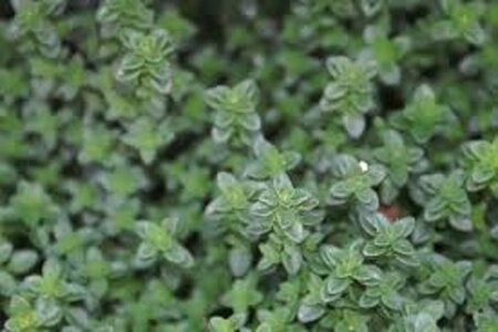 Thymus citriodorus geen maat specificatie 0,55L/P9cm