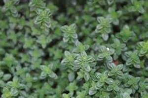 Thymus citriodorus geen maat specificatie 0,55L/P9cm
