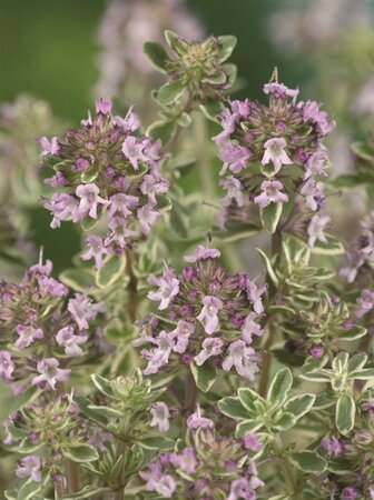 Thymus citriod. 'Silver Queen' geen maat specificatie 0,55L/P9cm - afbeelding 5