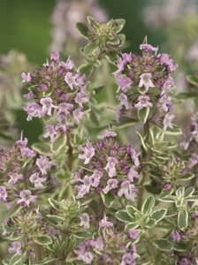 Thymus citriod. 'Silver Queen' geen maat specificatie 0,55L/P9cm - afbeelding 5