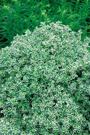 Thymus citriod. 'Silver Queen' geen maat specificatie 0,55L/P9cm - image 4