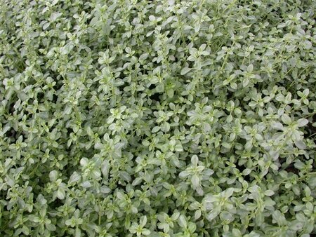 Thymus citriod. 'Silver Queen' geen maat specificatie 0,55L/P9cm - image 1