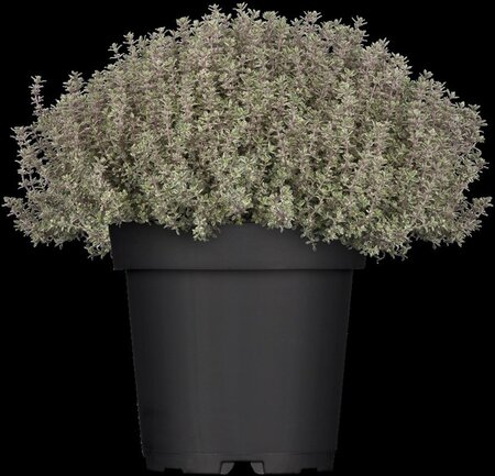 Thymus citriod. 'Silver Queen' geen maat specificatie 0,55L/P9cm - image 2