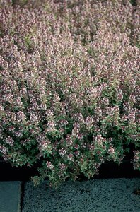 Thymus citriod. 'Silver Queen' geen maat specificatie 0,55L/P9cm - image 3